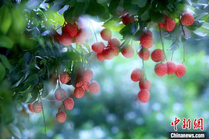 今年广州荔枝总产量预计约12.14万吨